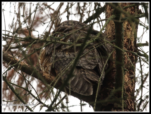Hibou moyen-duc