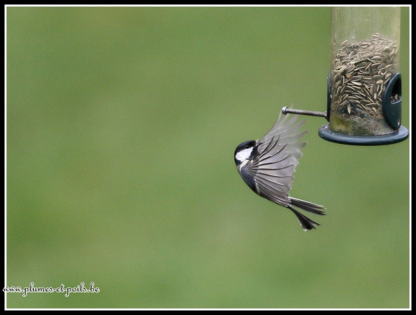 Mésange charbonnière