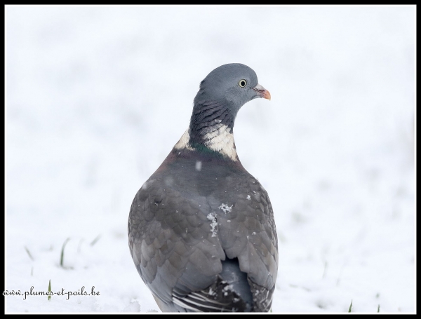 Pigeon ramier
