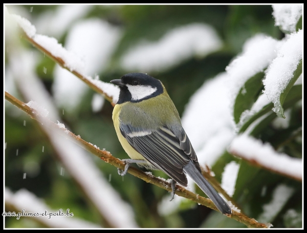 Mésange charbonnière