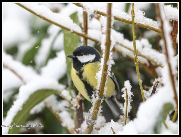 Mésange charbonnière