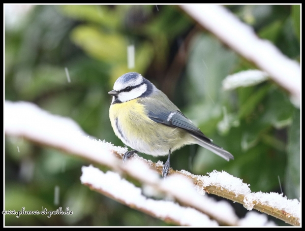 Mésange bleue