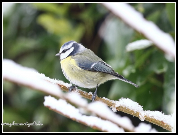 Mésange bleue