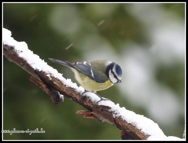 Mésange bleue