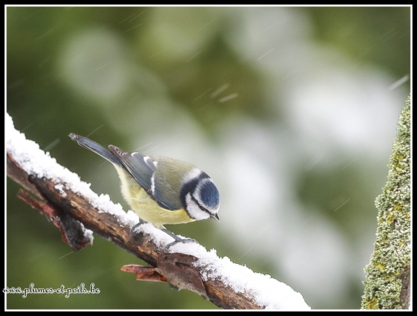 Mésange bleue