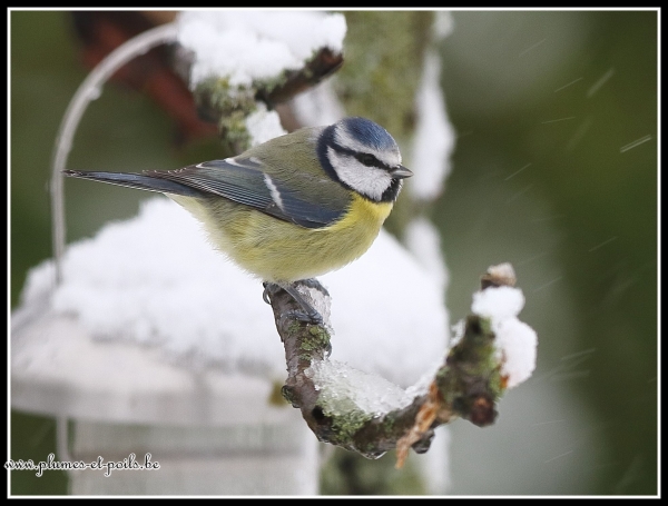 Mésange bleue