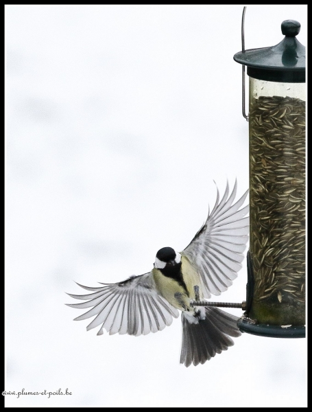 Mésange charbonnière