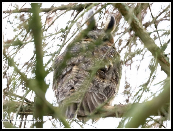 Hibou moyen-duc