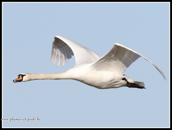 Cygne tuberculé