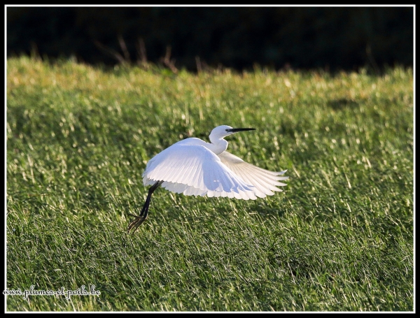 Aigrette garzette