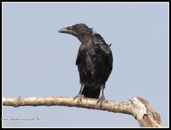 Corneille noire