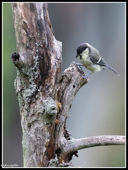 Mésange charbonnière