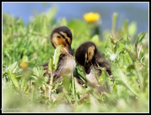 Canard colvert juvénile