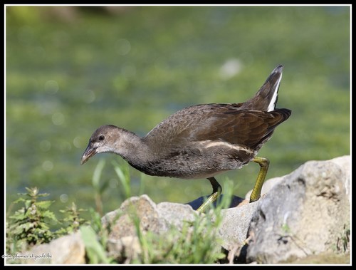 Gallinule poule-d'eau juvénile