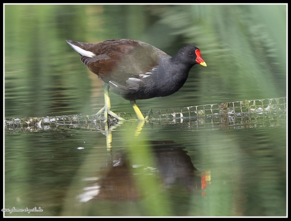 Gallinule poule-d'eau