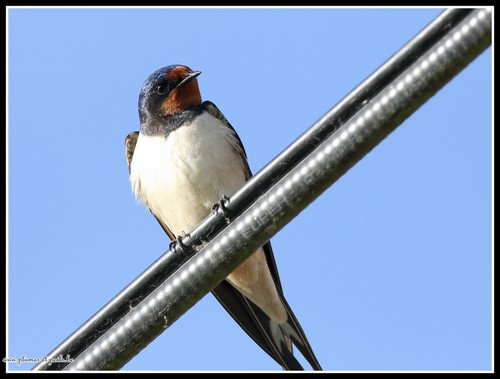 Hirondelle rustique