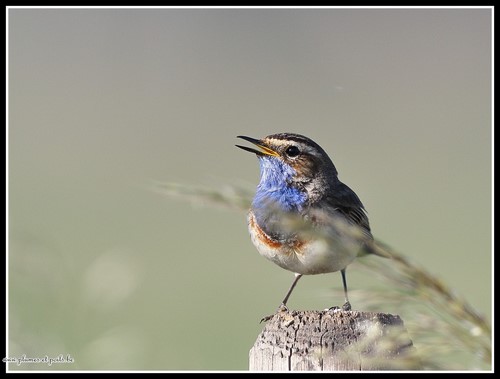 Gorgebleue à miroir