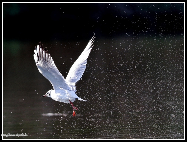 Mouette rieuse