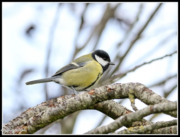Mésange charbonnière