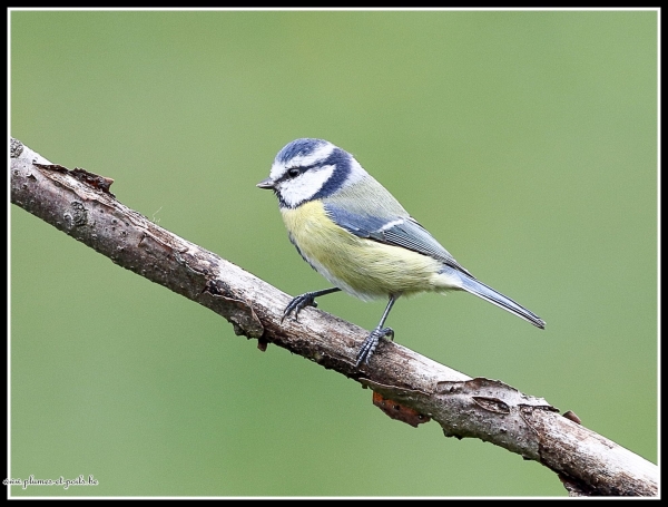 Mésange bleue