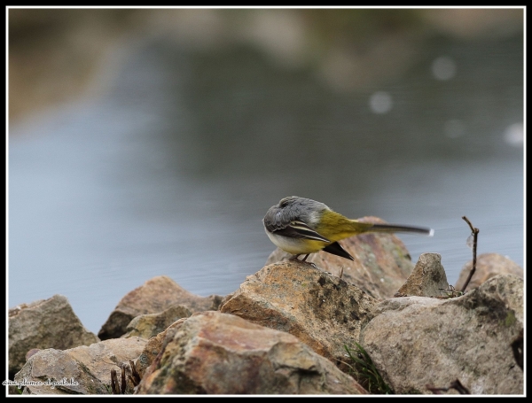 Bergeronnette des ruisseaux