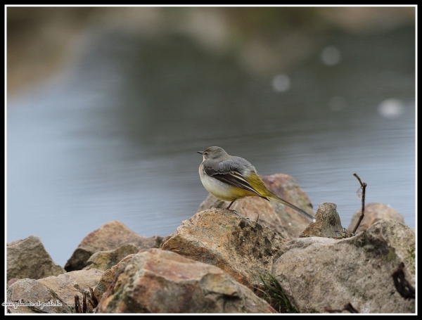 Bergeronnette des ruisseaux