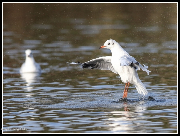 Mouette rieuse
