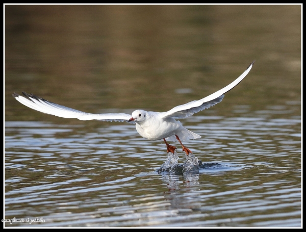Mouette rieuse