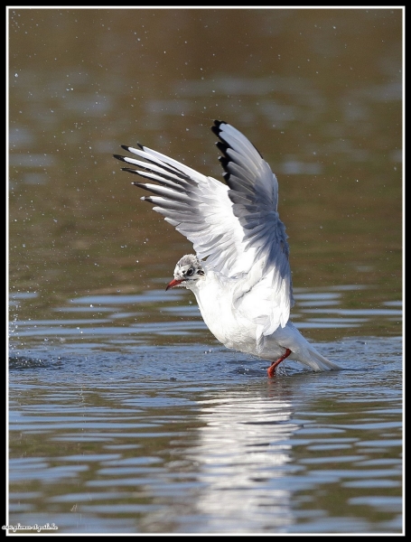 Mouette rieuse
