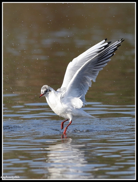 Mouette rieuse