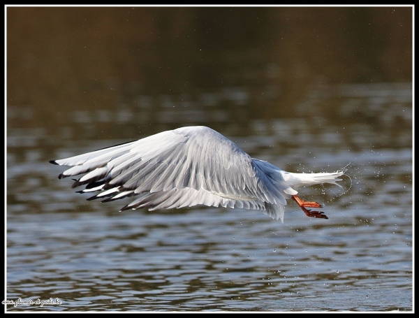 Mouette rieuse