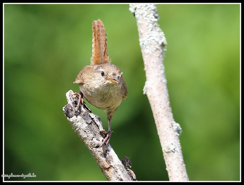 Troglodyte mignon
