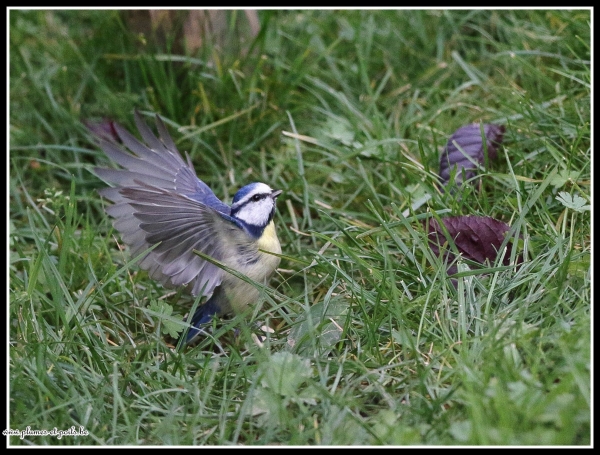 Mésange bleue