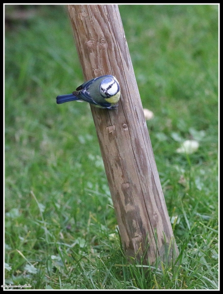 Mésange bleue