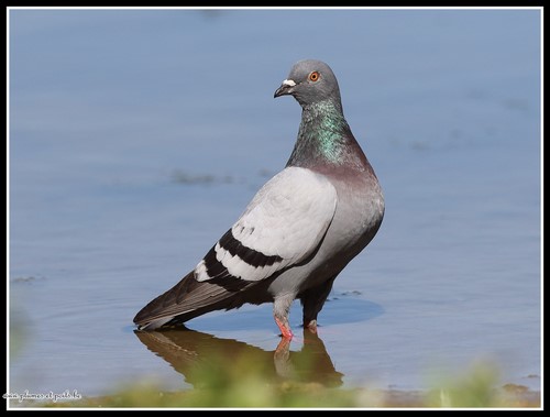 Pigeon biset