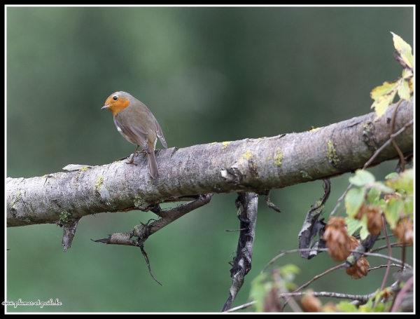 Rougegorge familier et verdier