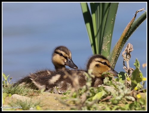Canard colvert juvénile