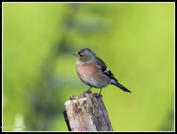 Pinson des arbres