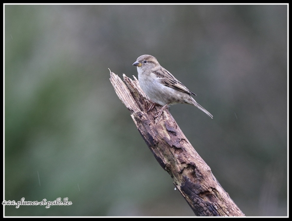 Moineau domestique