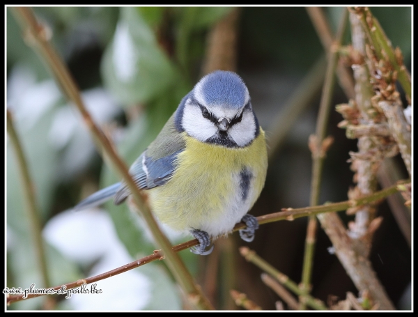 Mésange bleue