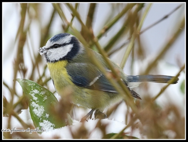 Mésange bleue