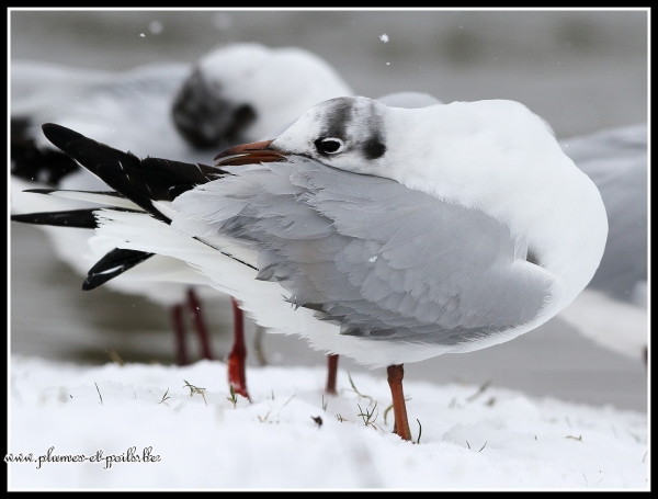 Mouette rieuse