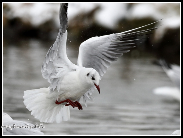 Mouette rieuse