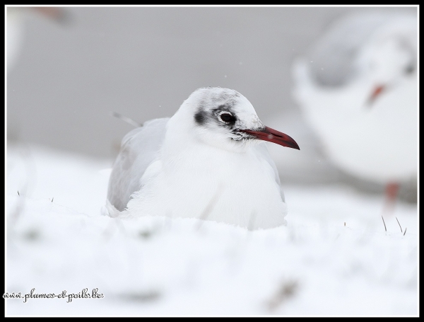 Mouette rieuse