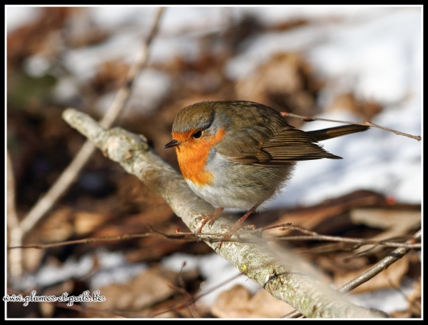 Rougegorge familier