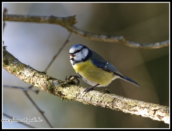 Mésange bleue