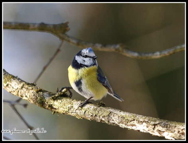 Mésange bleue