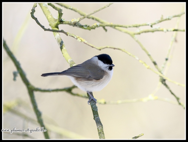 Mésange nonnette