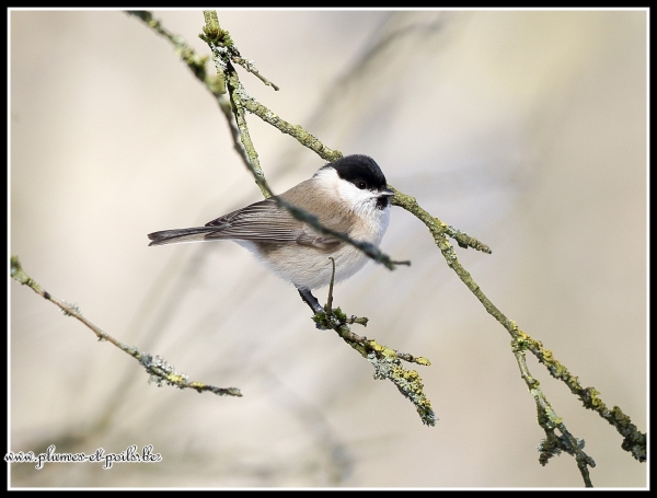 Mésange nonnette
