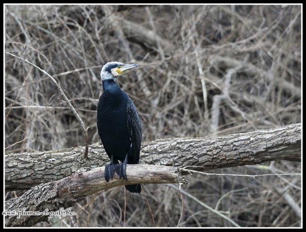 Grand Cormoran